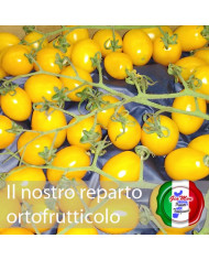 Pomodoro datterino Giallo
