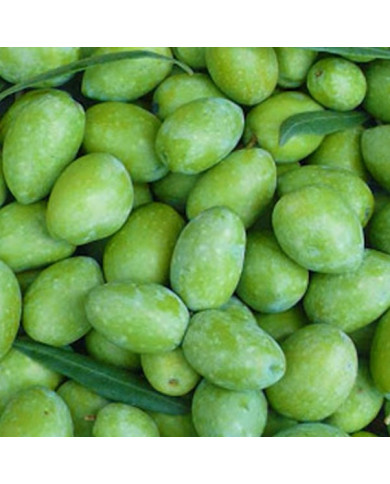 Olive verdi da mensa-Nocellara Messinese