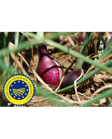 cipolla Rossa di Tropea Fresca