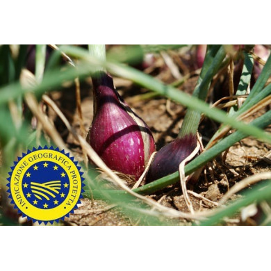 cipolla Rossa di Tropea Fresca