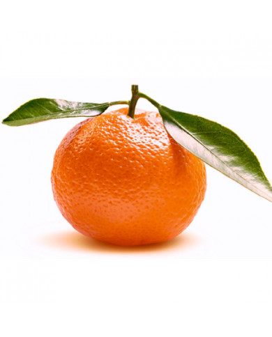 Clementine comune