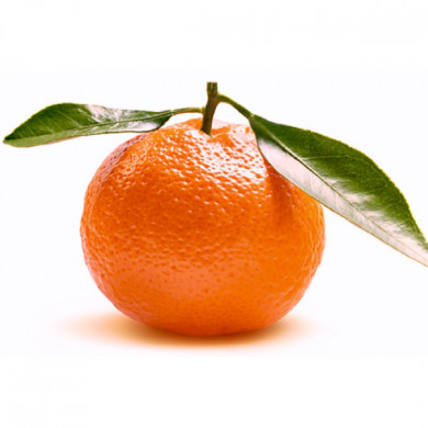 Clementine comune