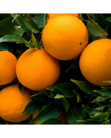 Arance Lane Late direttamente dalla pianura di Sibari, in Calabria