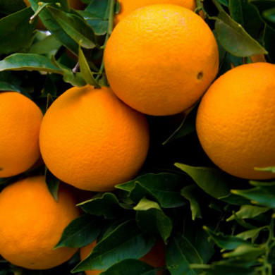 Arance Lane Late direttamente dalla pianura di Sibari, in Calabria