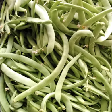 Fagiolini verdi teneri