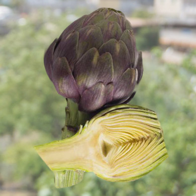 Carciofi opal