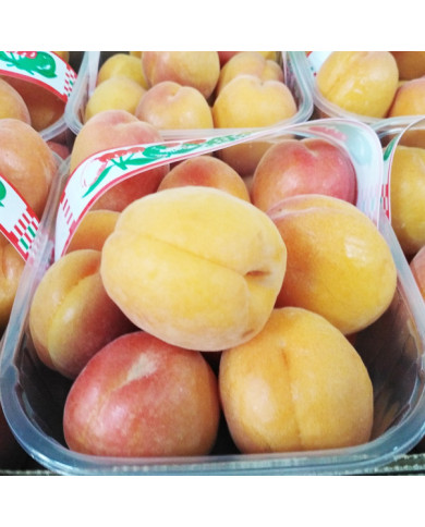 Albicocche della piana di Sibari