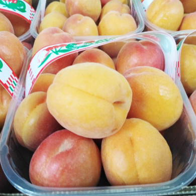 Albicocche della piana di Sibari