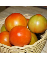 Pomodoro tondo liscio