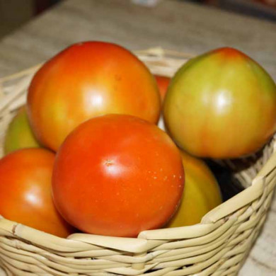 Pomodoro tondo liscio