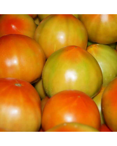 Pomodoro tondo liscio da insalata