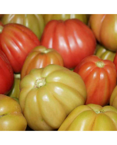 Pomodoro rosa Calabrese