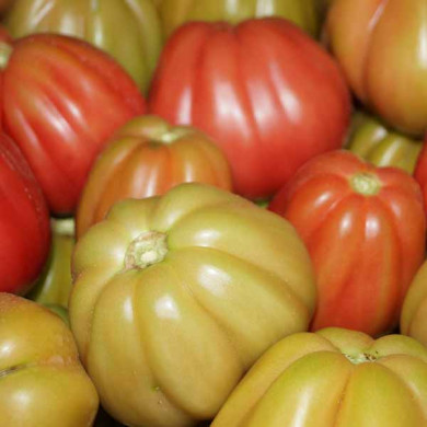 Pomodoro rosa Calabrese