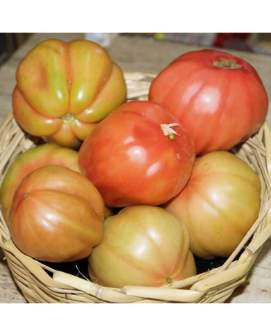 Pomodoro Cuore di Bue Rosa: Gusto Autentico dalla Calabria