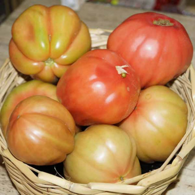 Pomodoro Cuore di Bue Rosa: Gusto Autentico dalla Calabria