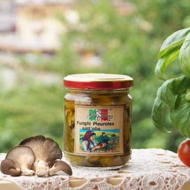 Funghi pleurotus