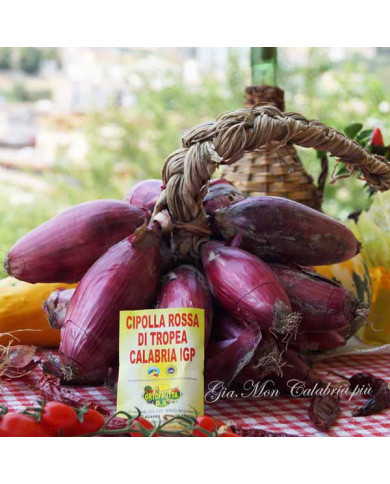 Cipolla Rossa di Tropea IGP a Treccia