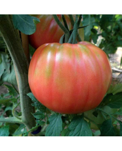 Pomodoro Belmonte del Pollino