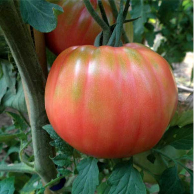 Pomodoro Belmonte del Pollino