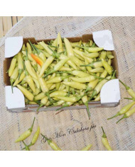 Peperoncino Calabrese Fresco