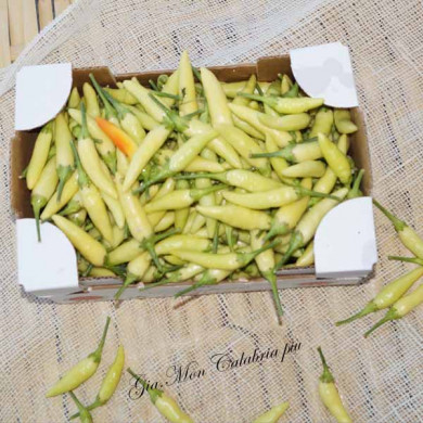 Peperoncino Calabrese Giallo