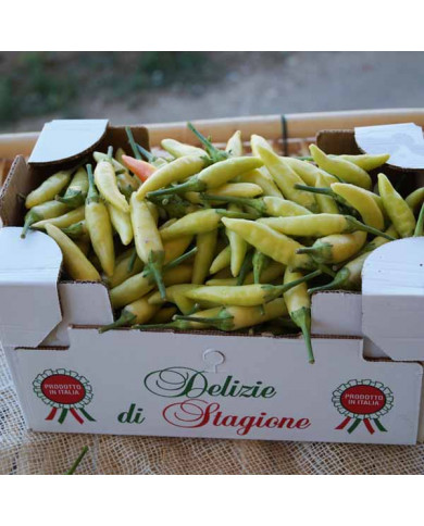 Peperoncino Calabrese Giallo