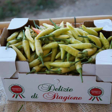 Peperoncino Calabrese Giallo