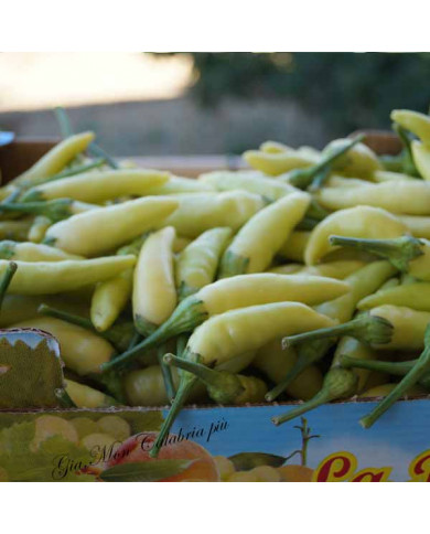 Peperoncino Calabrese Giallo