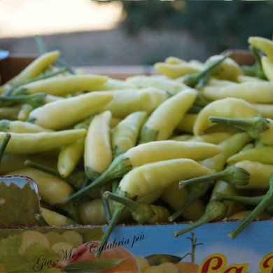 Peperoncino Calabrese Giallo