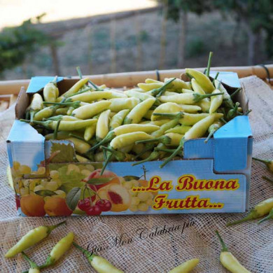 Peperoncino Calabrese Giallo
