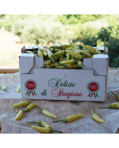 Peperoncino Calabrese Giallo