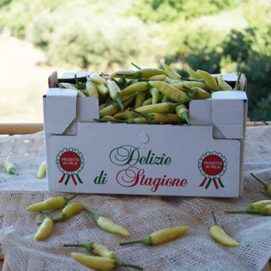 Peperoncino Calabrese Giallo
