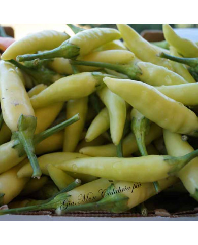 Peperoncino Calabrese Giallo