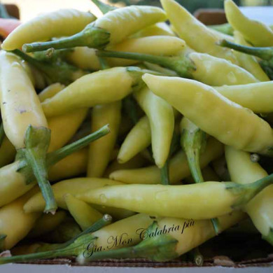 Peperoncino Calabrese Giallo