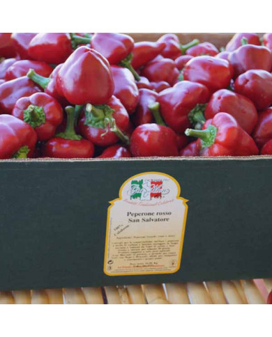 Peperone San Salvatore