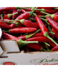 Peperoncino Fresco varietà Pizzitano