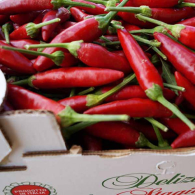 Peperoncino Fresco varietà Pizzitano