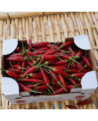 Peperoncino Calabrese