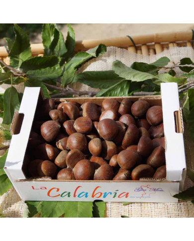 Castagne Bollite