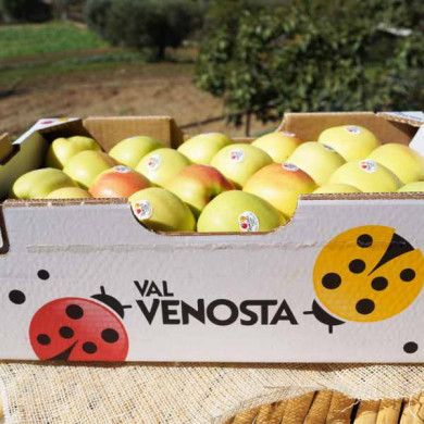 La mela Alto Adige IGP