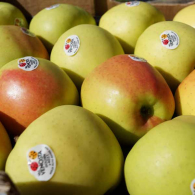 Golden Delicious IGP