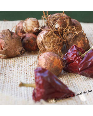 lampascioni vendita online