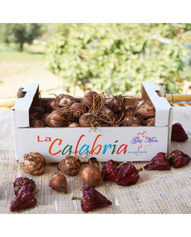 Lampascioni selvatici freschi