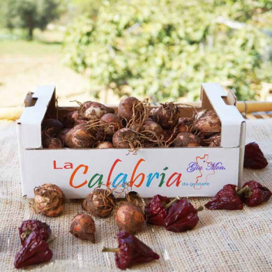 Lampascioni selvatici freschi