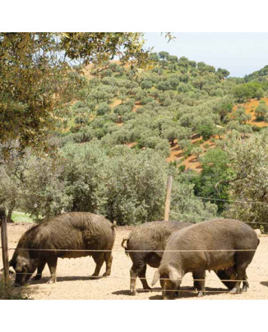 Salsiccia di Suino Nero di Calabria