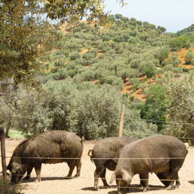 Salsiccia di Suino Nero di Calabria