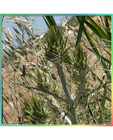 Carciofi selvaticCarciofini Selvatici delle Colline Calabresii