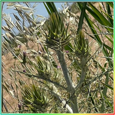 Carciofi selvaticCarciofini Selvatici delle Colline Calabresii