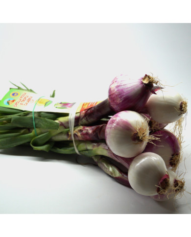 Cipolla rossa di Tropea fresca