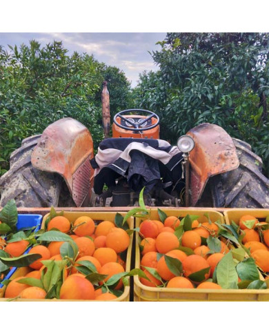 Azienda Agricola Alfano